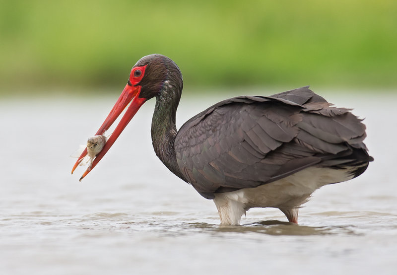 Black Stork    Hortobagy,Hungary