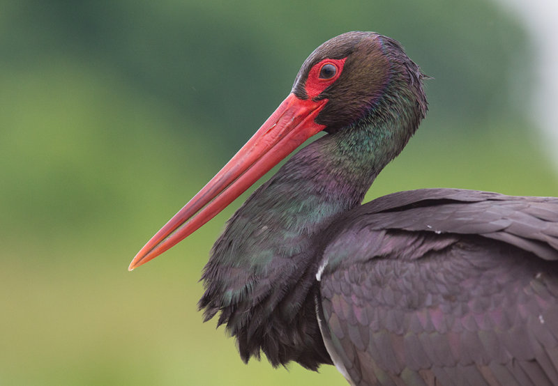 Black Stork    Hortobagy,Hungary