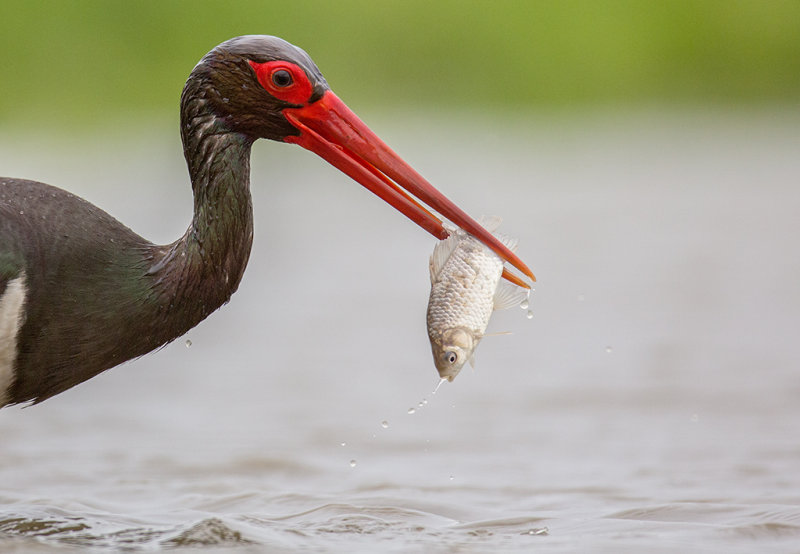 Black Stork    Hortobagy,Hungary