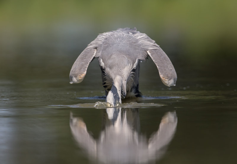 Grey Heron   Hortobagy,Hungary