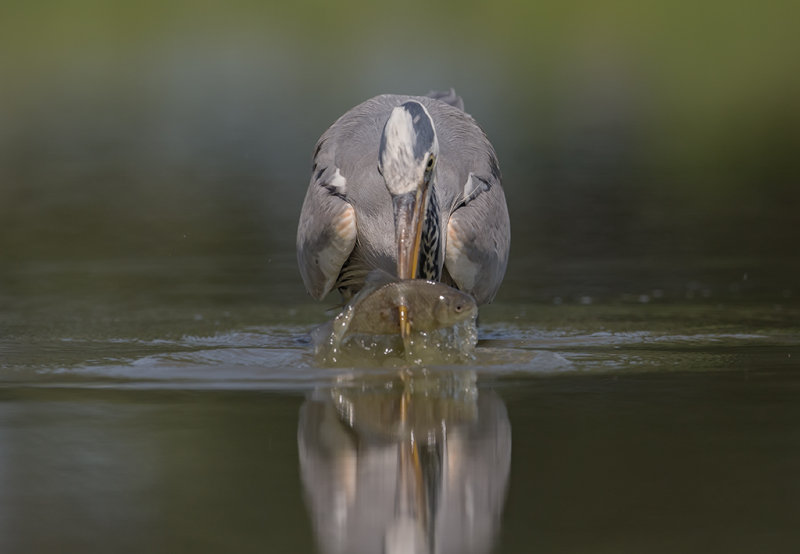 Grey Heron   Hortobagy,Hungary