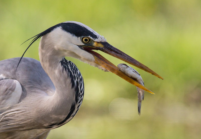 Grey Heron   Hortobagy,Hungary