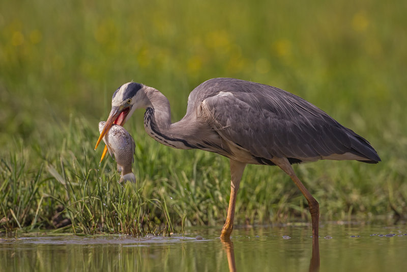 Grey Heron   Hortobagy,Hungary