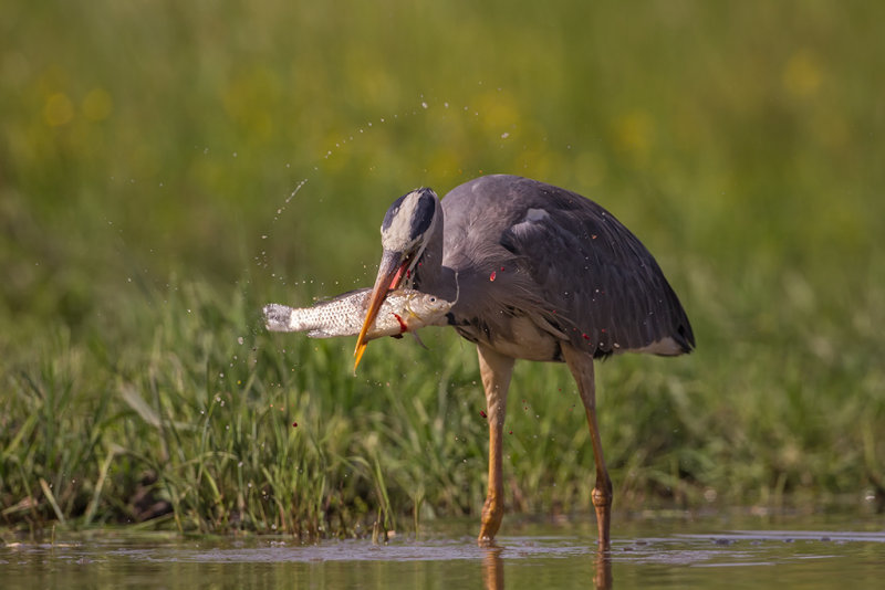 Grey Heron   Hortobagy,Hungary