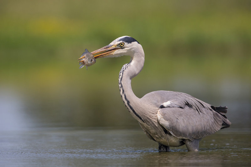 Grey Heron   Hortobagy,Hungary