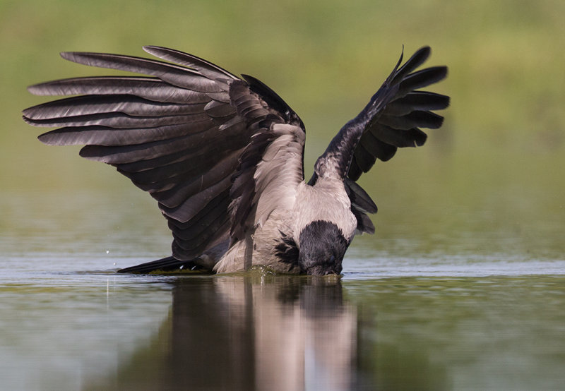Hooded Crow    Hortobagy,Hungary