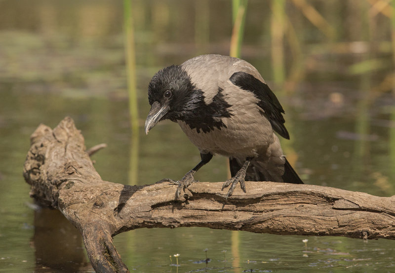 Hooded Crow    Hortobagy,Hungary