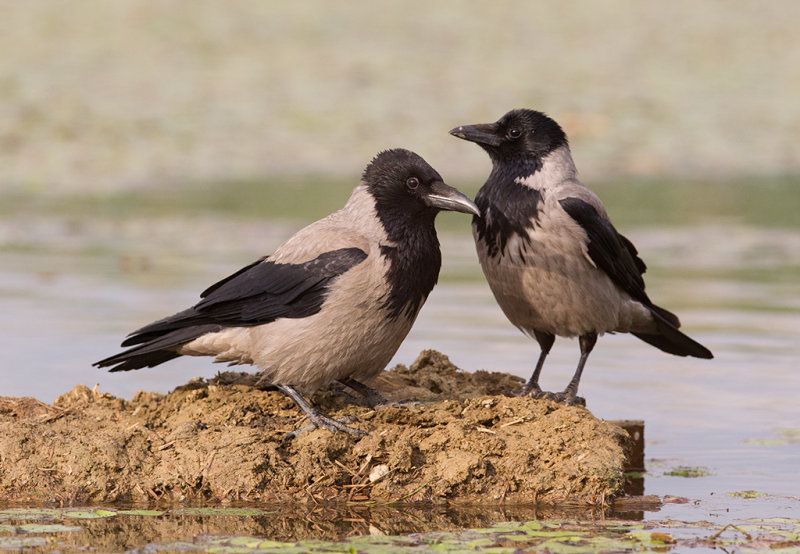 Hooded Crow Hortobagy,Hungary
