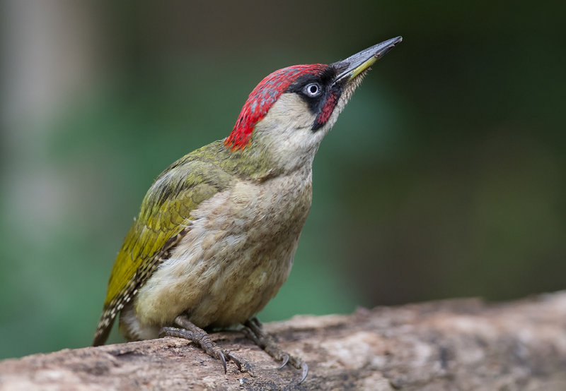 Green Woodpecker   Hungary