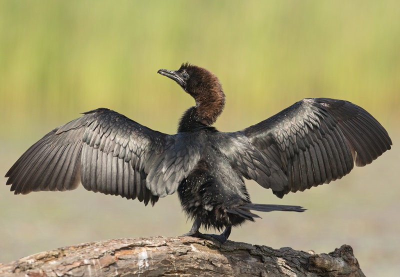 Cormorant,Pygmy 