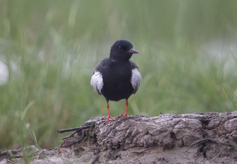 White-winged Tern   Hungary