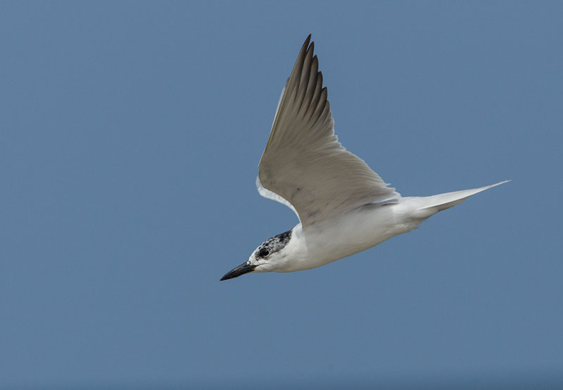 Gull-billed Tern   Sri Lanka