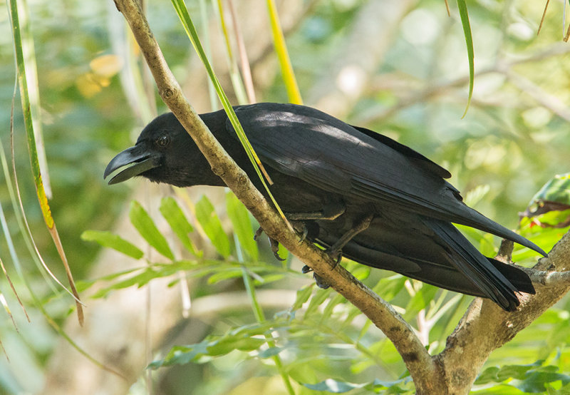 Large Billed (Jungle) Crow   Sri Lanka