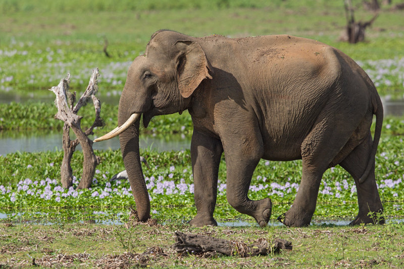 Asian Elephant  Sri Lanka