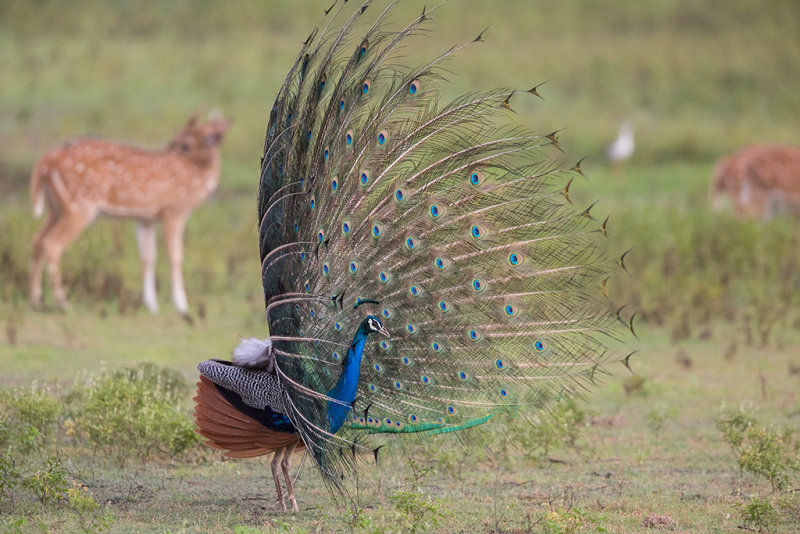 Indian Peafowl  Sri Lanka 