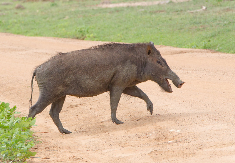 Wild Boar   Sri Lanka