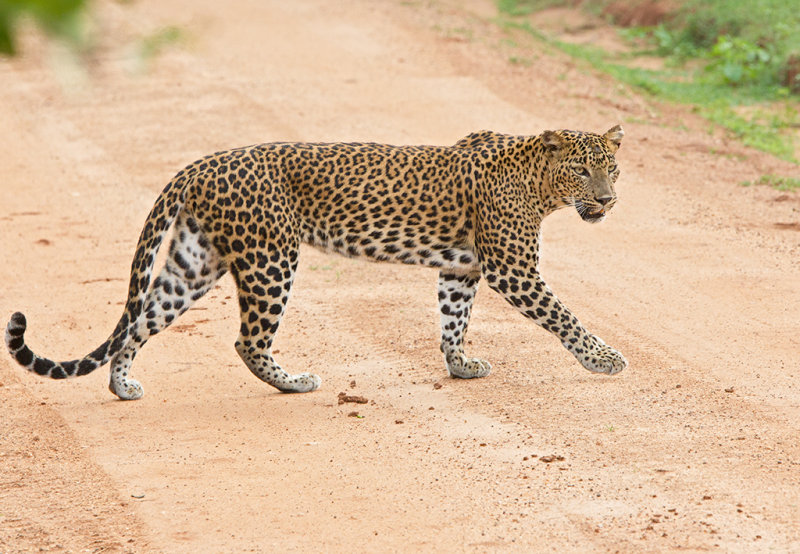 Leopard   Sri Lanka