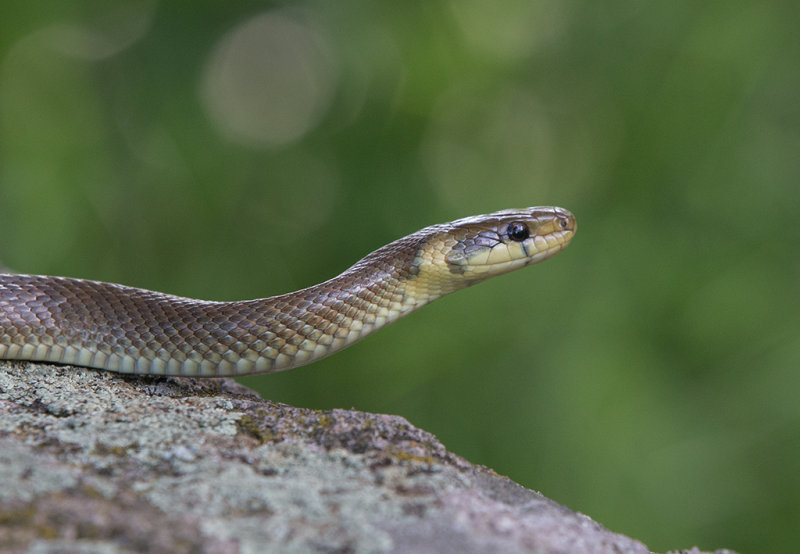 Snake,Aesculapian Tree 