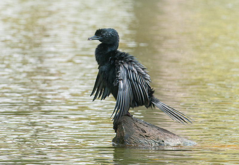 Little Cormorant    Kerala