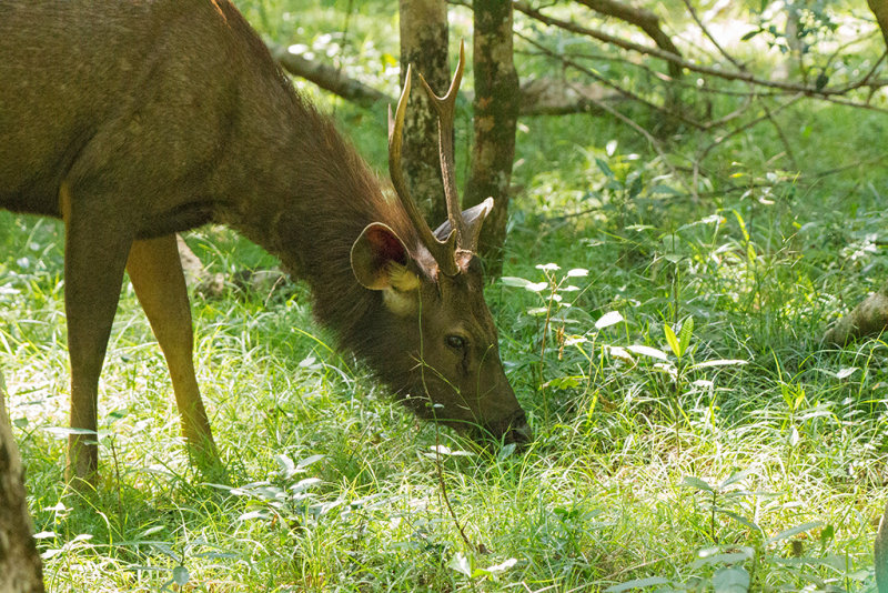 Sambar     Sri Lanka