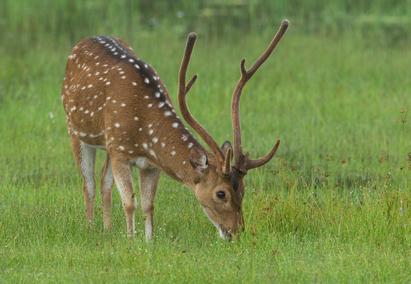 Spotted Deer    Sri Lanka