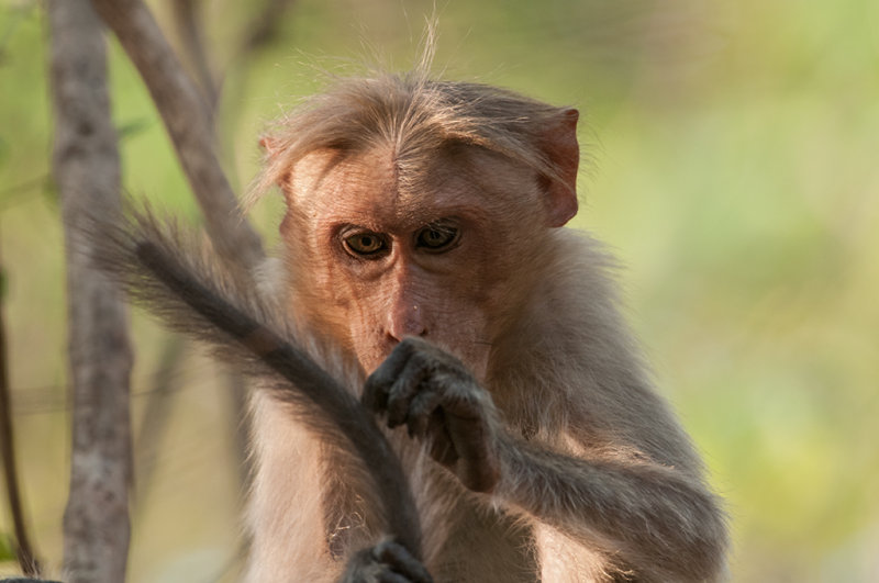 Macaque,Bonnet 