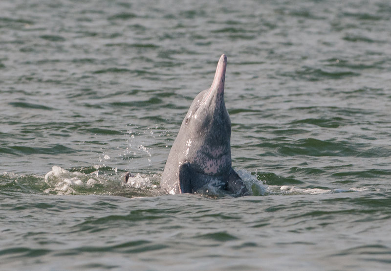 Dolphin, Indo Pacific Humpback 