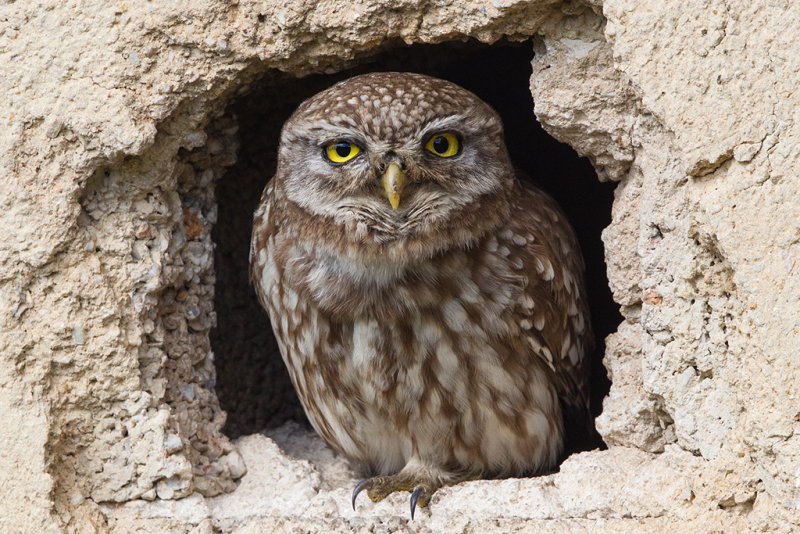 Little Owl   Lesvos,Greece