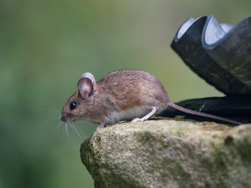 Wood Mouse     Wales
