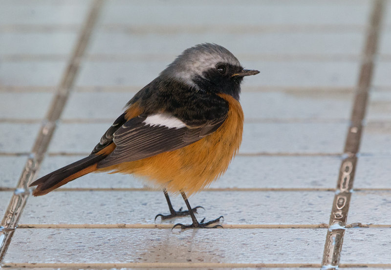 Daurian Redstart   at sea nr China