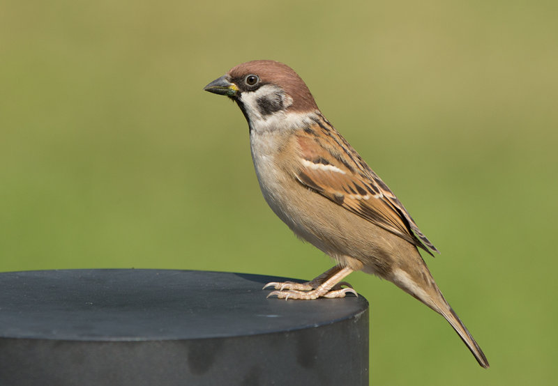 Tree Sparrow 