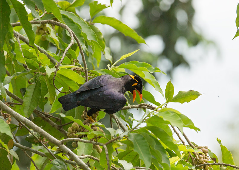 Hill Myna