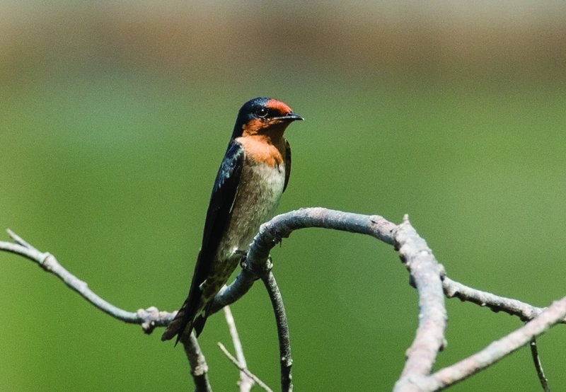 Pacific Swallow   Thailand