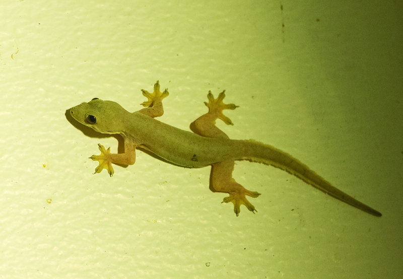 Gecko   Thailand