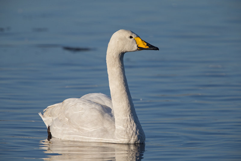 Swan,Whooper 