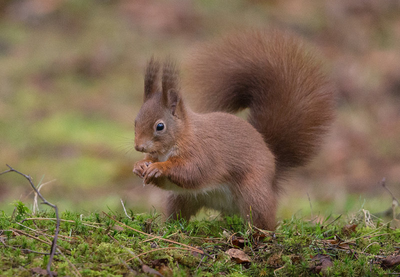 Red Squirrel  Wales
