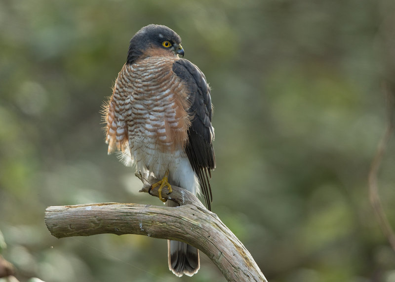 Sparrowhawk     Wales