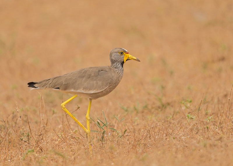 Wattled Plover   Gambia