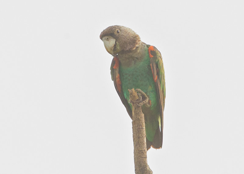 Brown-necked Parrot   Gambia