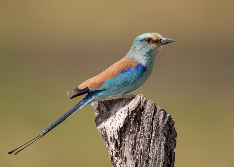 Abyssinian Roller  Gambia
