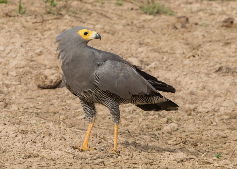 African Harrier Hawk    Gambia