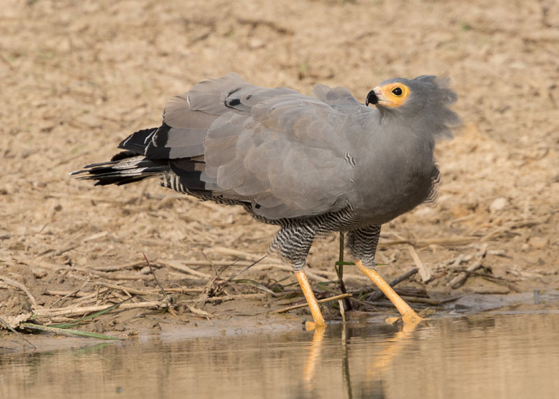 African Harrier Hawk    Gambia