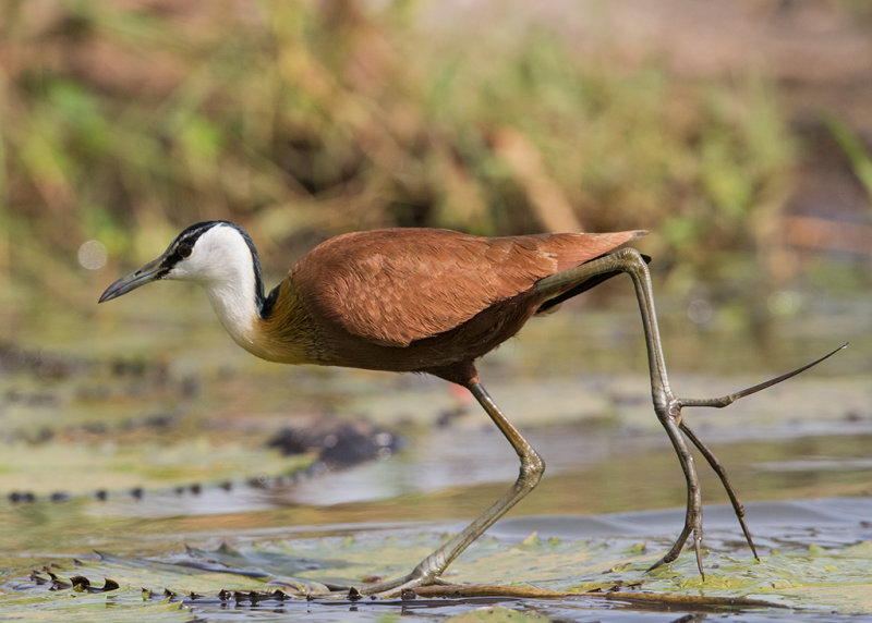 Jacana,African 