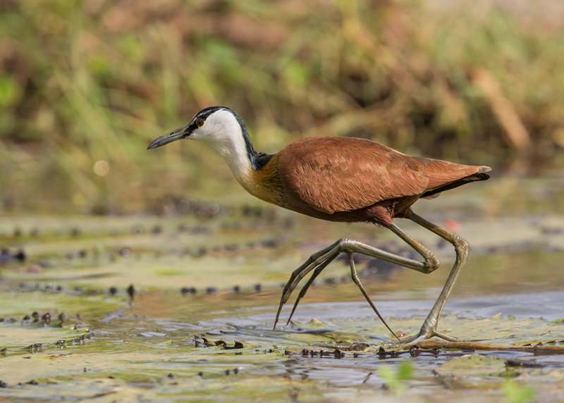 African Jacana    Gambia