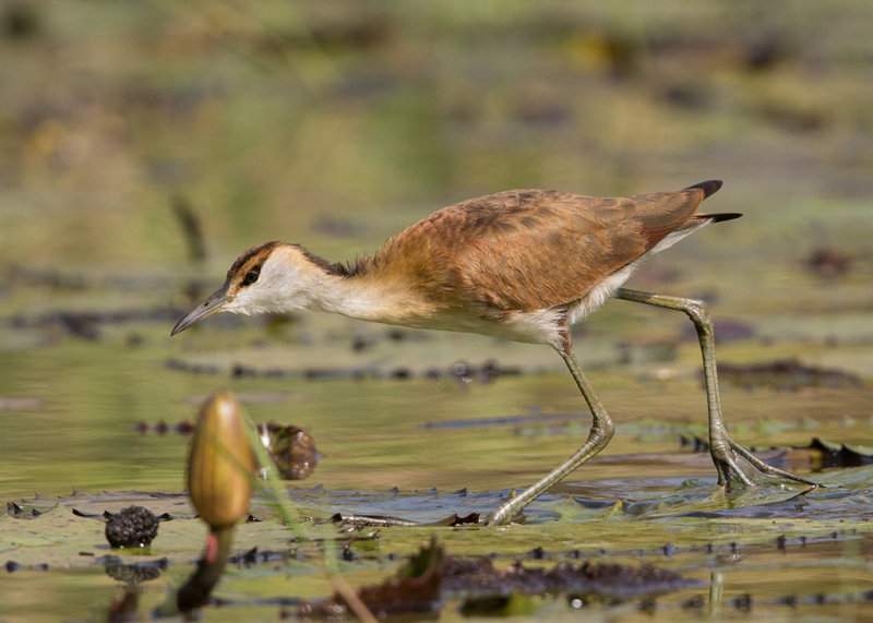 African Jacana    Gambia