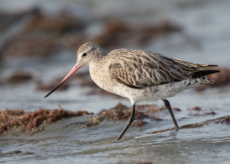 Bar-tailed Godwit  Gambia