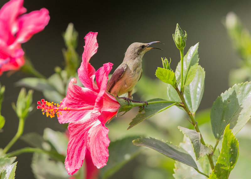 Beautiful Sunbird  Gambia