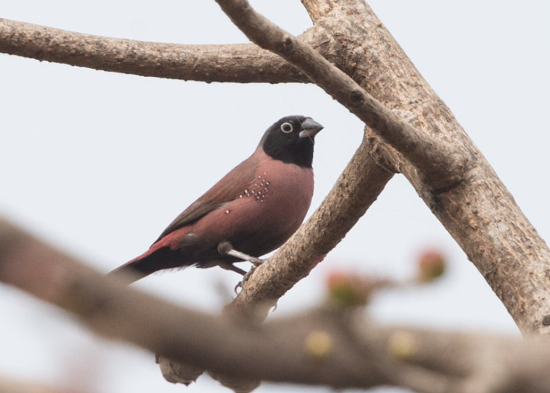 Firefinch,Black-faced