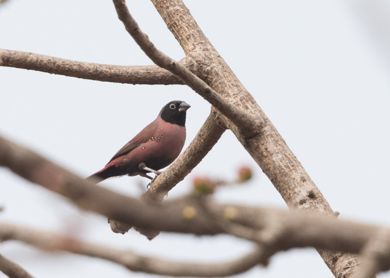 Black-faced Firefinch   Gambia