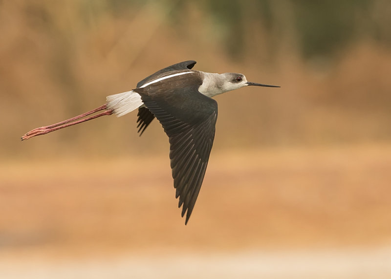 Black Winged Stilt  Gambia